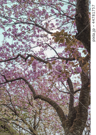 飛鳥山公園の花見に咲くピンクのソメイヨシノ桜を照らす青空。 44781757