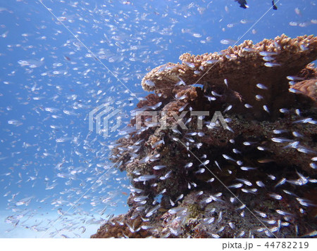 魚群 海 風景 魚群 海 風景 44782219