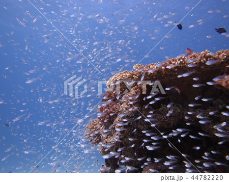 魚群　海　風景 44782220