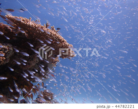 魚群 海 風景 魚群 海 風景 44782221