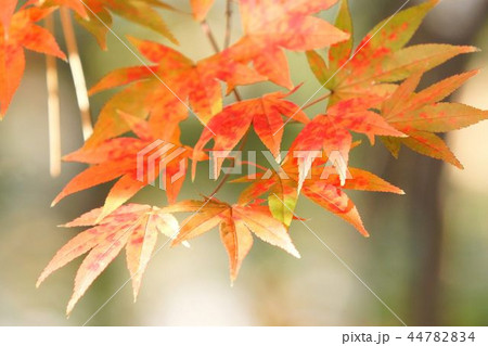 紅葉　黄葉 44782834