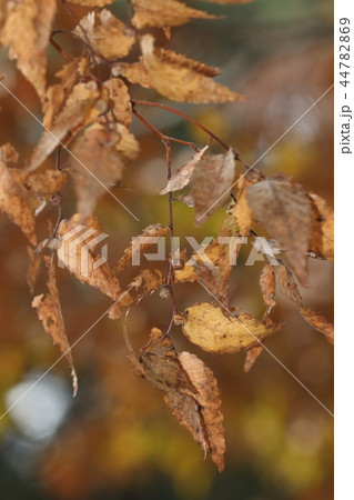 自然　植物　ケヤキ、果実（種）のついた枝です。後ろの方にはちょっぴり黄葉した葉が見えます 44782869