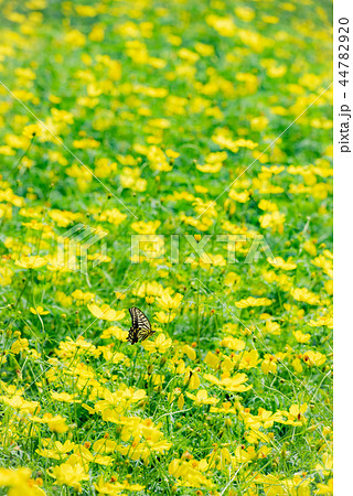 菜の花とチヨウ モンシロチョウ 花畑 蝶々 なのはな きいろのはな 秋の花 菜の花畑 黄色 きいろ の写真素材 4479