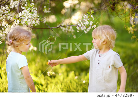Boy gives girl flower in orchard 44782997