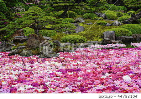 由志園 池泉牡丹 由志園 池泉牡丹 44783104