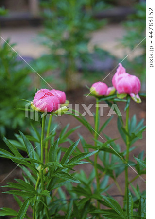 芍薬 芍薬 44783152
