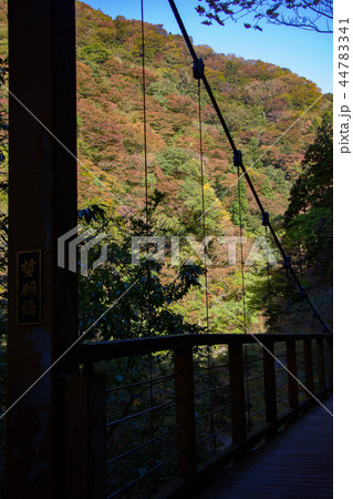 秋田県　秋の抱返り渓谷　吊り橋　紅葉 44783341