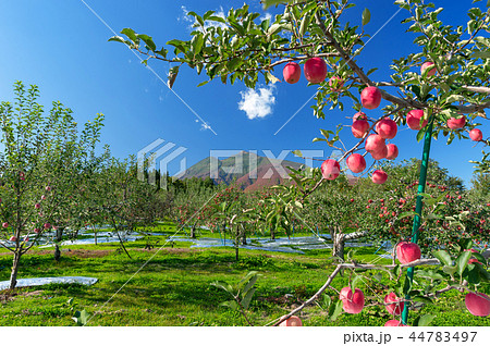 【青森県弘前市りんご】岩木山麓津軽の秋、りんご園は収穫中 44783497