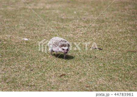 ハリネズミ 44783961