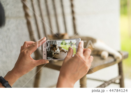 take a picture of a cat take a picture of a cat 44784124