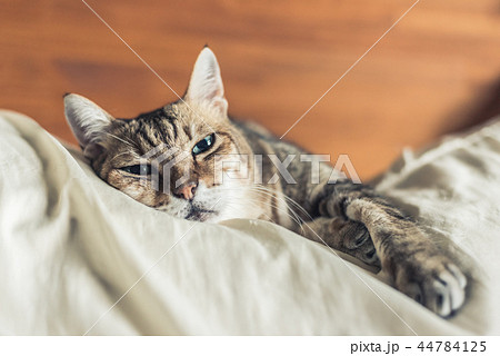 funny tabby cat funny tabby cat 44784125