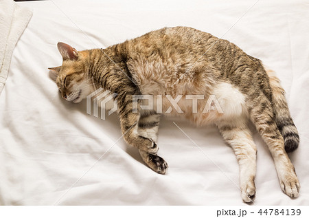 funny tabby cat 44784139
