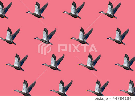 カルガモ カルガモ 44784184