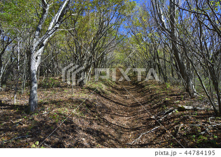 山中湖北部の低山 【秋】 大平山付近のトレイル 44784195