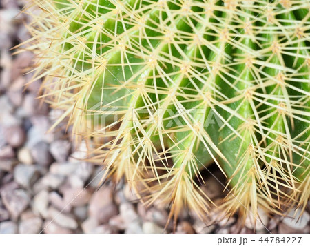 痛そうな金鯱(キンシャチ)サボテンの棘 痛そうな金鯱(キンシャチ)サボテンの棘 44784227