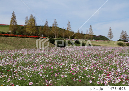 花さじき 10月 花さじき 10月 44784698