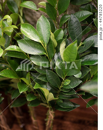 ヒサカキ 44785220