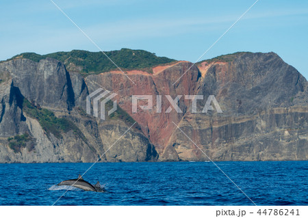 ハートロック前を泳ぐハシナガイルカ 44786241