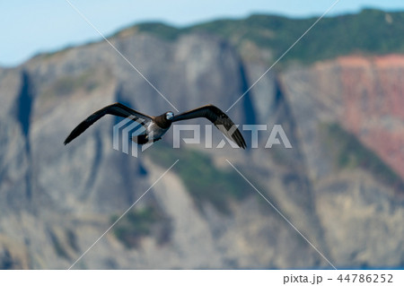 カツオドリの若鳥　小笠原父島 44786252
