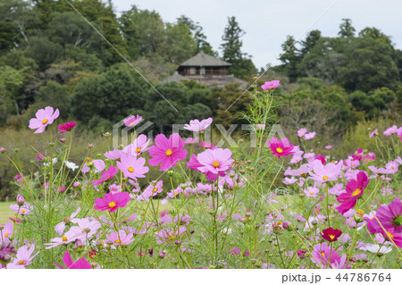 偕楽園公園のコスモス　 44786764