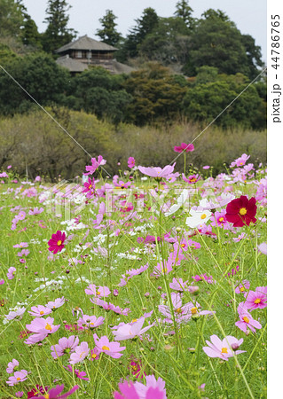 偕楽園公園のコスモス　 44786765