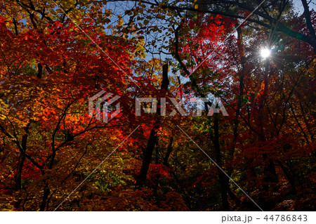 北朝鮮産 2018 秋 44786843