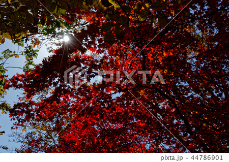 北朝鮮産 2018 秋 44786901