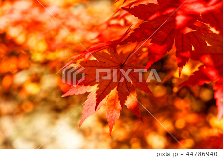 北朝鮮産 2018 秋 44786940