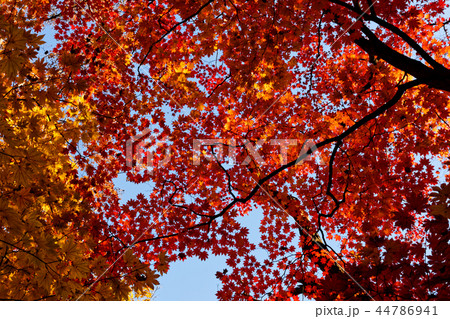 北朝鮮産 2018 秋 44786941