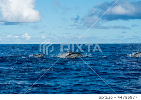 小笠原 ハシナガイルカ 小笠原 ハシナガイルカ 44786977