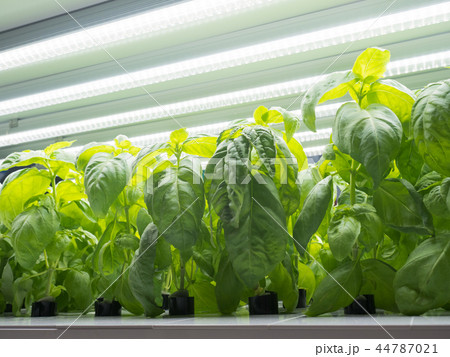野菜工場　バジル 44787021