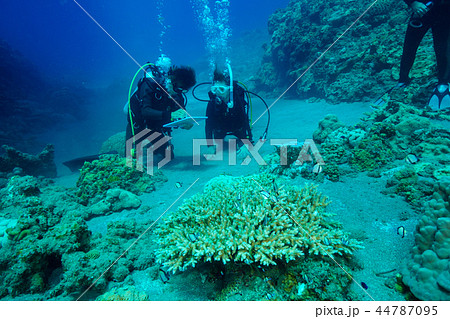 小笠原の海で体験ダイビング 44787095