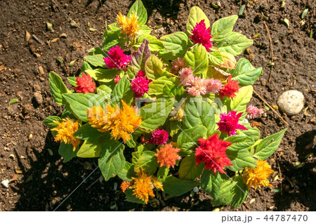 ねむの木の庭 44787470