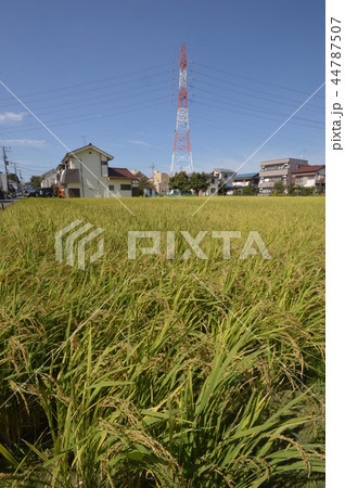 秋の稲城長沼は 秋の稲城長沼は 44787507