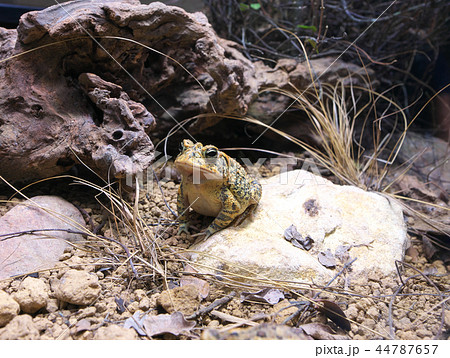 ナンブヒキガエル 44787657