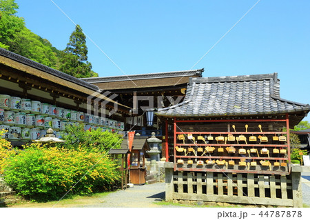 松尾大社 満開な山吹の花 松尾大社 満開な山吹の花 44787878