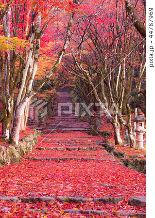 鶏足寺 紅葉 44787969