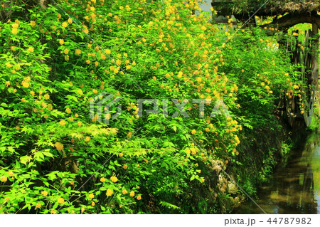 松尾大社　山吹の花 44787982