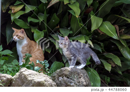 猫 44788060