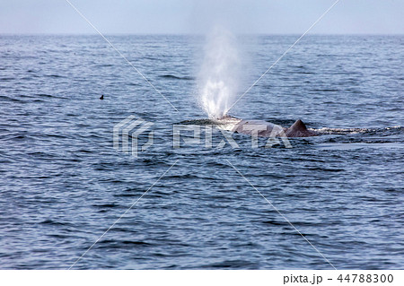 マッコウクジラの潮吹きの写真素材
