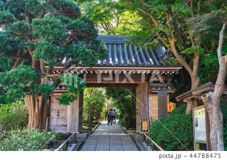 鎌倉 報国寺 山門 鎌倉 報国寺 山門 44788475