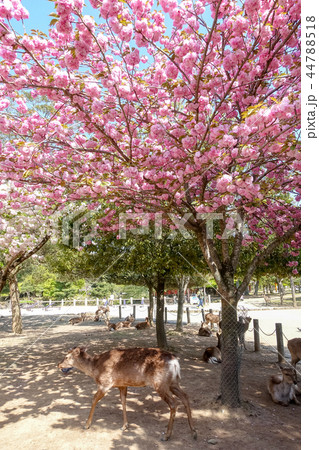 鹿 シカ しか 44788518