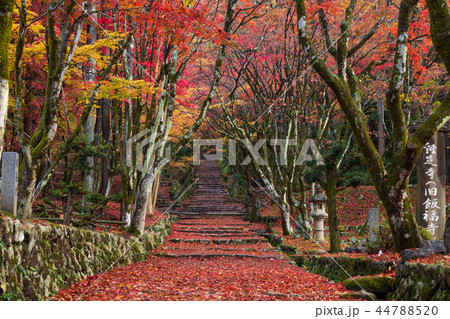 鶏足寺 紅葉 44788520