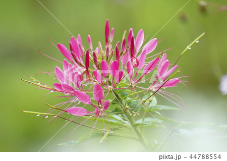 セイヨウフウチョウソウ　風蝶草 44788554