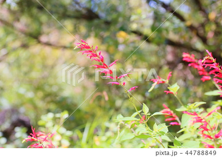 サルビア　エレガンスの花 44788849