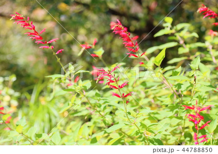 サルビア　エレガンスの花 44788850
