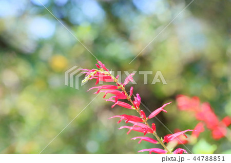 サルビア　エレガンスの花 44788851