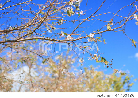 ジュウガツザクラの花 ジュウガツザクラの花 44790436