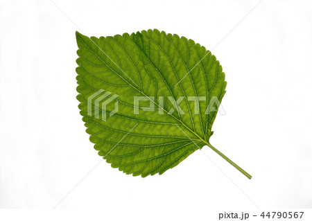 エゴマの葉 エゴマの葉 44790567