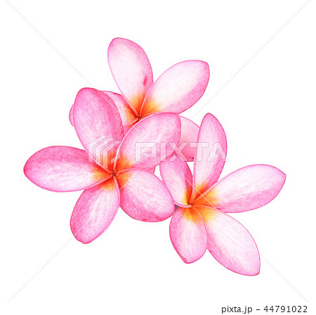 Frangipani flower isolated on white background 44791022